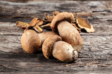 Cep. Boletus Edulis