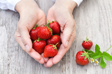 Hände halten frische Erdbeeren