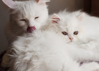 Adorable white Persian cat and kitten