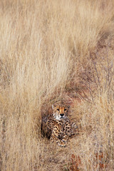 Cheetah © Galyna Andrushko