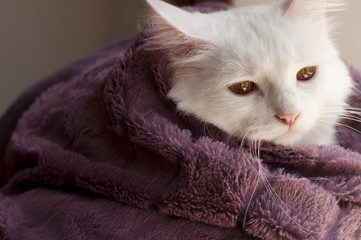 Cat in blanket