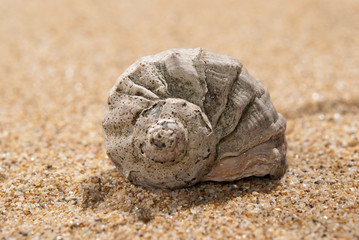 Shell and sand