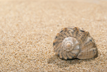 Shell and sand