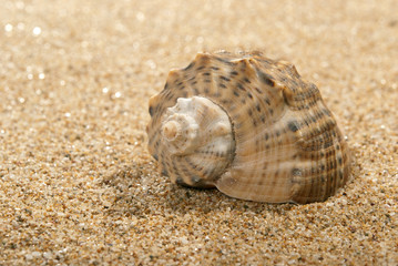 Shell and sand