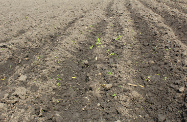 Plowed earth in