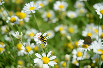 Bussy Bee