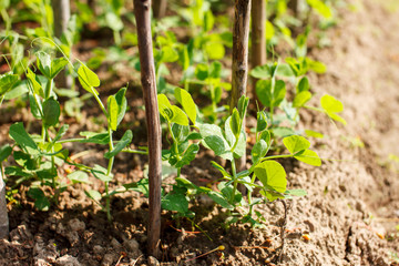garden pea