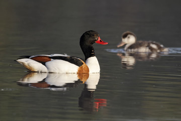 Shelduck, Tadorna tadorna