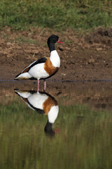 Shelduck, Tadorna tadorna