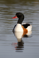 Shelduck, Tadorna tadorna