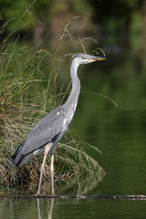 Grey heron, Ardea cinerea