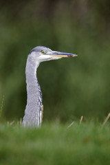 Fototapeta premium Grey heron, Ardea cinerea
