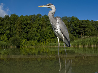 Grey heron, Ardea cinerea