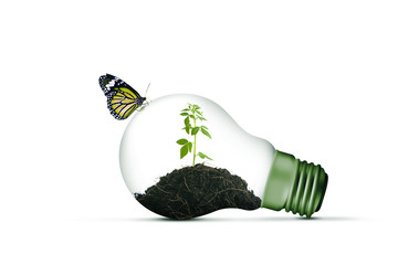 Lamp bulb and a plant inside