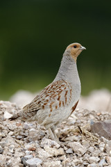 Grey partridge, Perdix perdix,