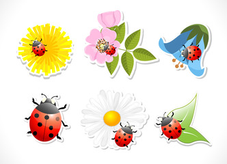 flowers with ladybug on white background