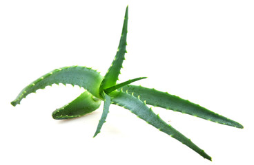 aloe