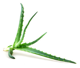 aloe