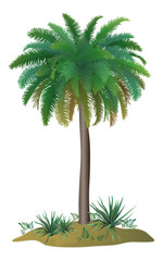 Palm tree and plants