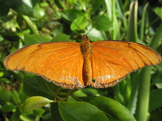 Farfalla ali arancioni