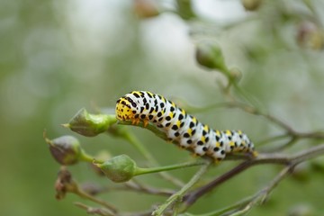 Königskerzen Mönch Raupe