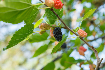 Mulberries