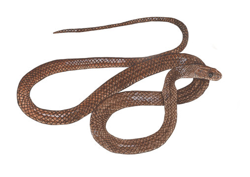 Asiatic Rat Snake