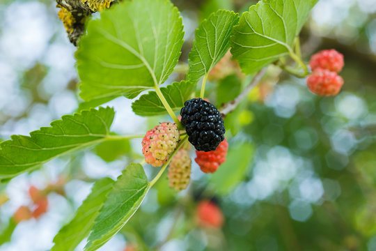 Mulberries