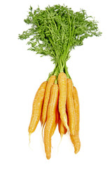 Raw fresh carrots