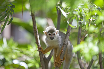 Squirrel Monkey
