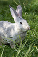Naklejka na ściany i meble Ładny królik w trawie