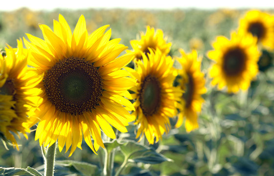 Sunflowers field summer