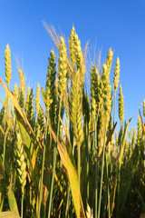 Obraz premium agricultural field