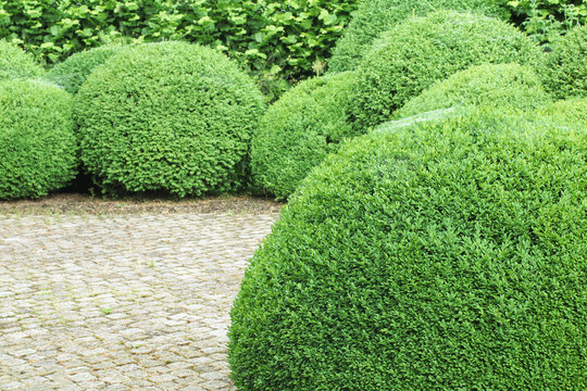 Box trees, Buchsbaumkugeln