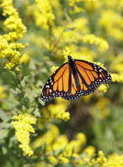 Monarch