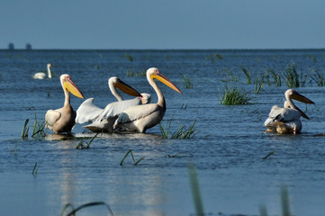 Great white pelicans in the Danube Delta