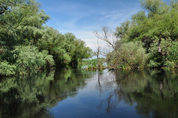 Flooded forest in the Danube delta