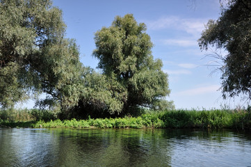 Flooded forest in the Danube delta
