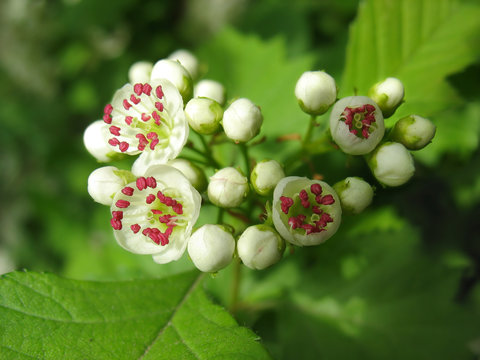 Melting flowers of hawthorn with red stamen