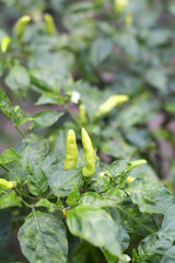 chili raw in chili tree