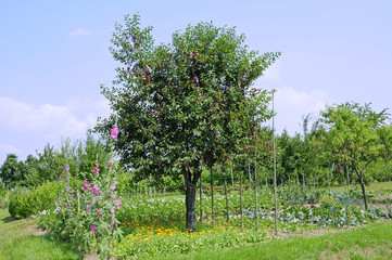 Kirschbaum