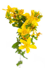 Tüpfel-Johanniskraut (Hypericum perforatum) von oben