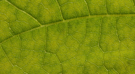 leaf extreme close up