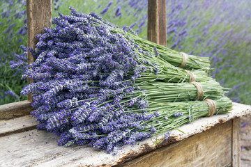 Pile of lavender flower bouquets