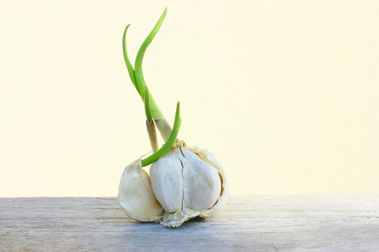 germination de l'ail
