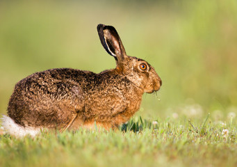 Sitting Jackrabbit