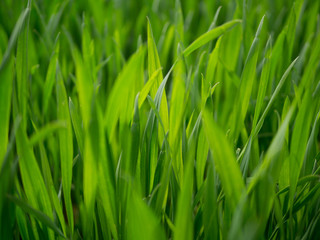 Fototapeta na wymiar Grünes Grass