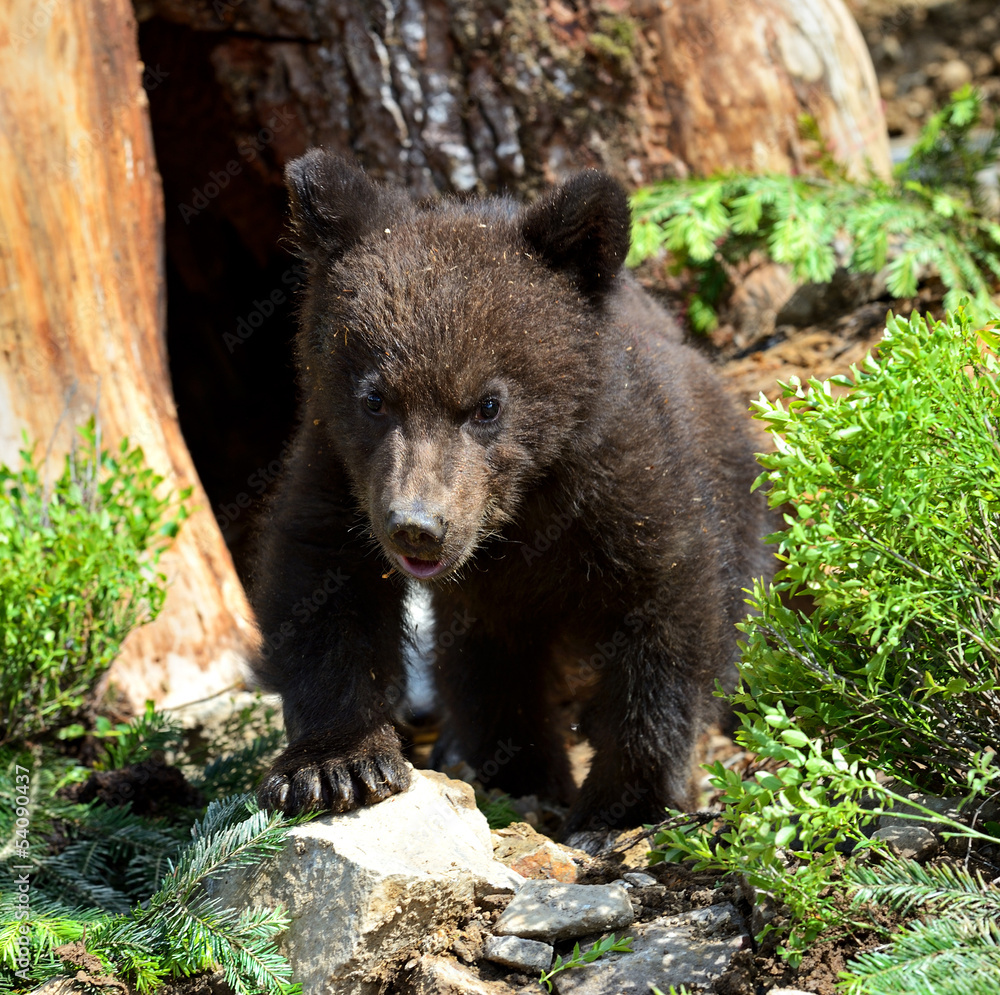 Wall mural little bear