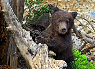 little Bear