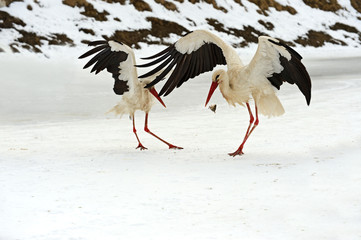 Storks